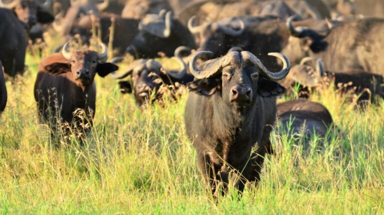 5-Day Affordable Tanzania Safari Package: Big Five & Wildlife Highlights