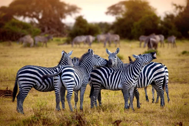 8-Day Mid-Range Tanzania Safari Tour: Explore Serengeti, Lake Manyara & Ngorongoro