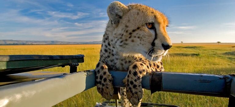 6-Day Budget-Friendly Tanzania Safari: Explore Tarangire, Serengeti & Ngorongoro