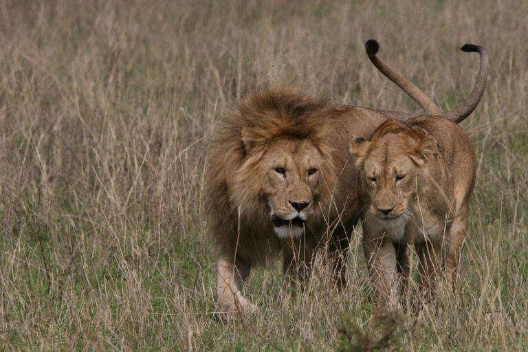 6-Day Premium Tanzania Safari: Big Five & Scenic Wildlife Adventure